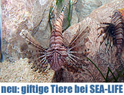 Sea Life München: die Sonderaustellung „Giftige Tiere – Gefährliche Schönheiten“. Showroom für zehn Arten der giftigsten Unterwassertiere weltweit ab April 2009 (Foto. Martin Schmitz)